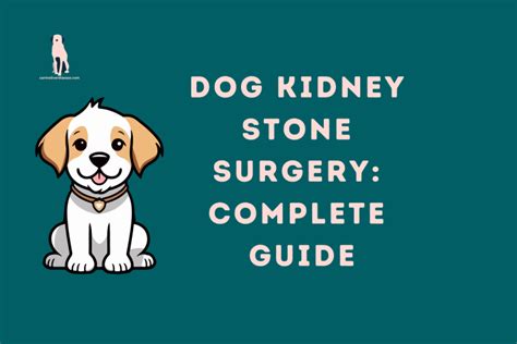 Bladder Stone Surgery in Dogs (Complete Guide)