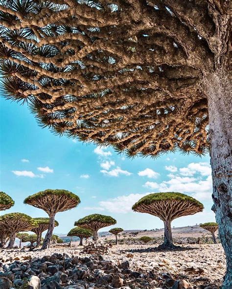 The Enchanting Socotra Island