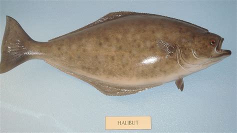 35 Interesting Facts about Halibut Fish - World's Facts