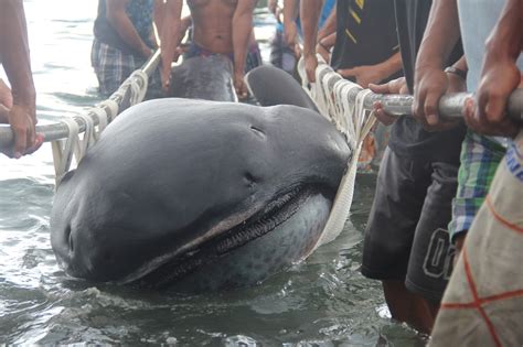 Exploring The Behavior Of The Megamouth Shark: Is It Aggressive ...