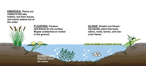 Algae & Weed Identification | Clean Ponds | Pond Lake Management