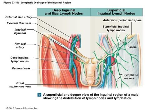 What Drains Into The Superficial Inguinal Lymph Nodes | Images and Photos finder