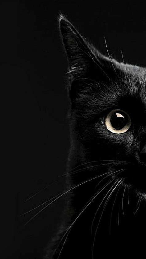 Aesthetic Black Cat Wallpapers - Top Free Aesthetic Black Cat Backgrounds - WallpaperAccess