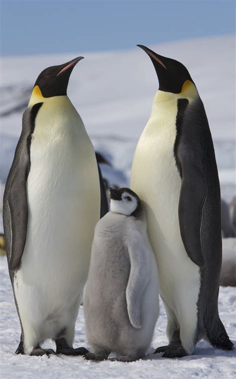 File:Aptenodytes forsteri -Snow Hill Island, Antarctica -adults and juvenile-8.jpg - Wikimedia ...