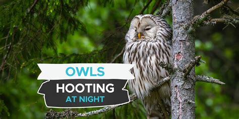 Why Do Owls Hoot At Night? [What Are They Communicating ...