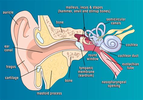 How spring affects your ears and hearing - Blog of Kiversal