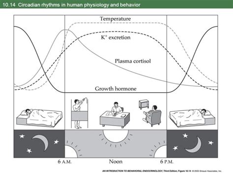 What is the significance of Circadian rhythm for a healthy lifestyle ...