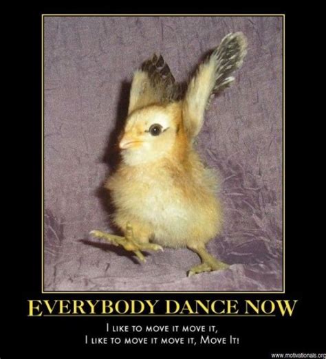 17 Best images about Chicken dance on Pinterest | Plymouth rock ...