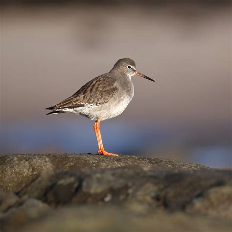 TrogTrogBlog: Bird of the week - Redshank