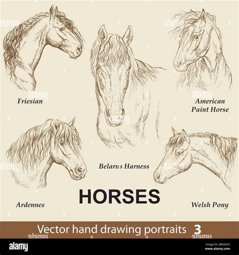 Hand drawing set of horses breeds. Elegance horse head isolated on beige background. Pencil, ink ...