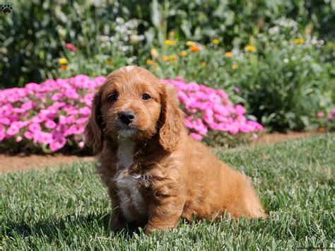 Cocker Spaniel Mix Puppies