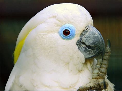 Blue-eyed Cockatoo Cacatua ophthalmica – Palm Oil Detectives