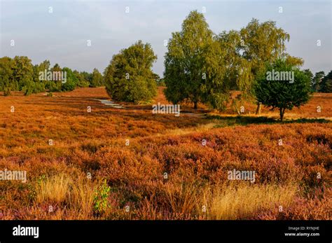 Luneburger heide nature park hi-res stock photography and images - Alamy