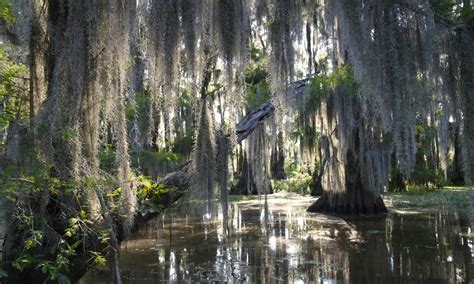 Guided swamp and bayou boat tour | musement