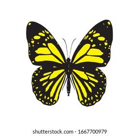 Yellow And Black Butterflies