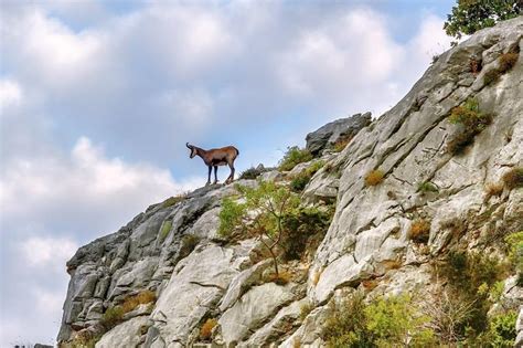 Czech Republic/ St. Hubertus Hunting Tours - TO YOUR HUNTING PARADISE CZECH REPUBLIC - SLOVAKIA ...