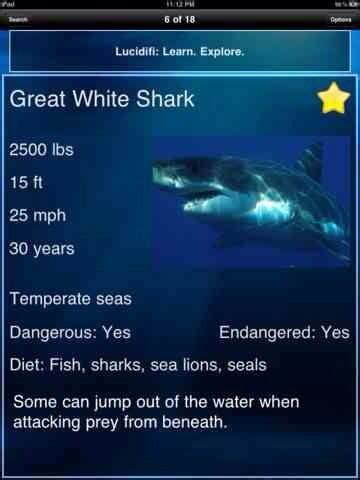 Great White Shark Diet Facts And Fiction - diyinter