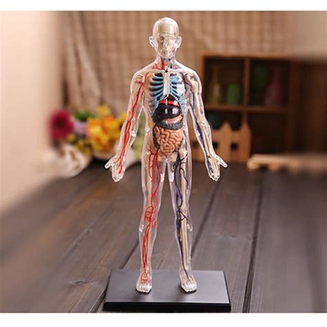 Anime 4D Master Vision 13" TRANSPARENT HUMAN BODY Funny ANATOMY MODEL Medical Skeleton ...