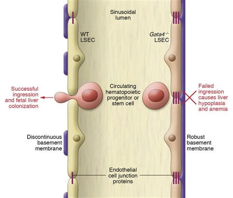 Liver Sinusoids