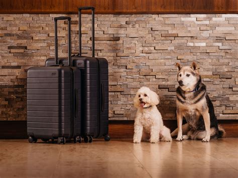 8 Pet-Friendly Hotels in Orlando for Fun-Filled Days with Your Mascot