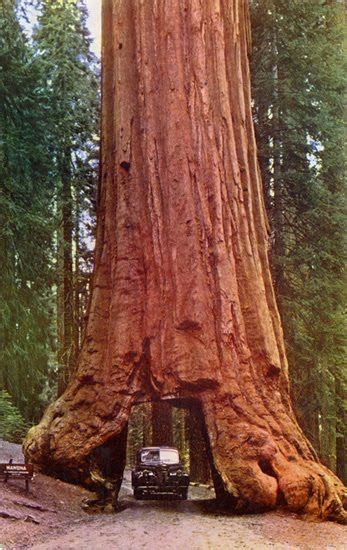 1000+ images about Giant Redwoods on Pinterest | The Giants, California and Sequoia National Park