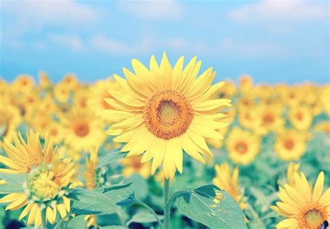 Sunflower Meaning and Symbolism - FTD.com