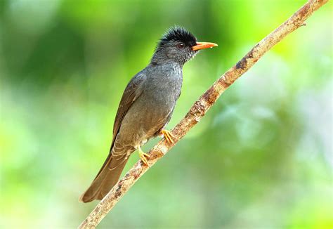 Bulbul, Bird Photograph by Ankur Moitra