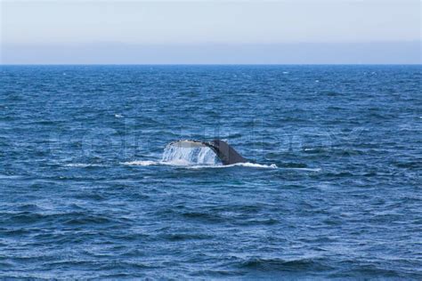 Whale watching. | Stock image | Colourbox