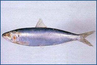 Sardinella lemuru - Bali sardinella 青鱗 Marine Fish, Kong, Photos, Pisces, Paint, Pictures