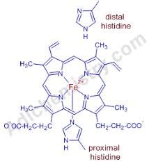 A significant contribution to the change in hemoglobin affinity for ...