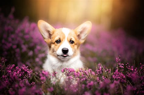 Download Heather Puppy Dog Animal Corgi 4k Ultra HD Wallpaper