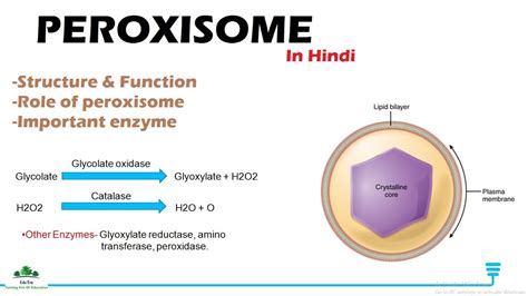 Peroxisomes Structure and function in Hindi | B.Sc. NEET Class 12 - YouTube