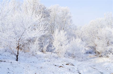 Winter Landscape Free Stock Photo - Public Domain Pictures