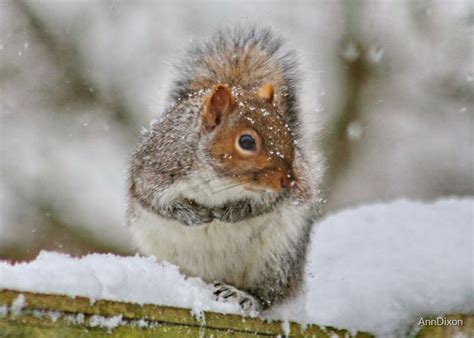 "Squirrel in the Snow" by AnnDixon | Redbubble