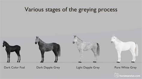 What Is A Grey Horse? Different Shades and Patterns