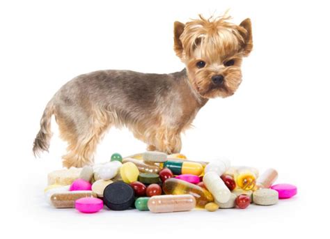 How To Choose The Right Pet Medications - USA Health Pills