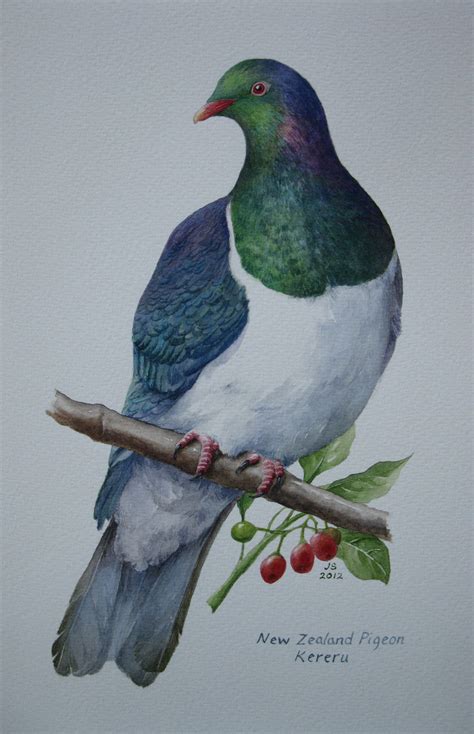 Kereru-NZ Wood Pigeon Watercolour 200x300mm | New Zealand Birds | Pinterest | Watercolor, Bird ...