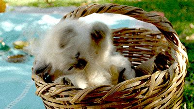 kitten in basket gifs | WiffleGif