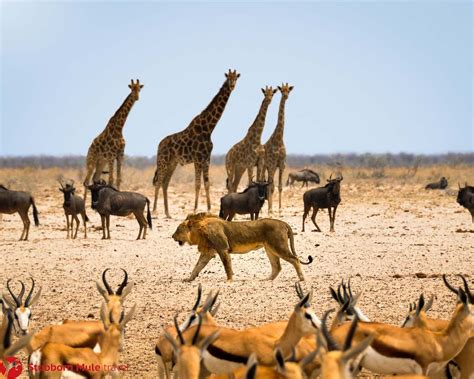 Namibia Family Holidays - Travel with Family Specialists | Namibia, African animals, Animals wild