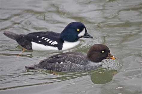 Common Goldeneye Duck