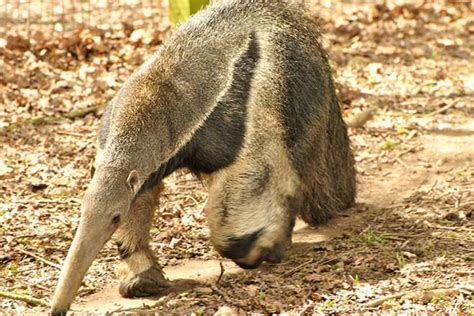 Aardvark vs Anteater - Difference and Comparison | Diffen