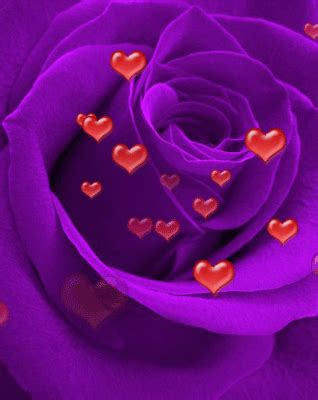 Colorful rose bouquet | Purple roses, Purple love, Purple flowers