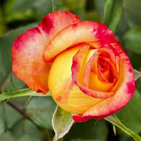 7 Great Yellow Roses With Red Tips - SONG OF ROSES