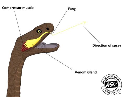 Spitting Snakes of Southern Africa - African Snakebite Institute ...