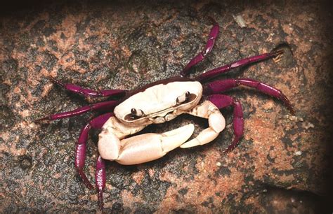 Ghatiana Dwivarna: New Crab Species - GKToday