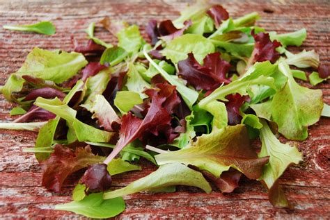 Mesclun Mix SeedsAll Lettuce Salad Mix different varieties