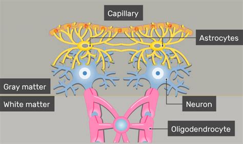 Astrocytes - Location, Structure, and Function