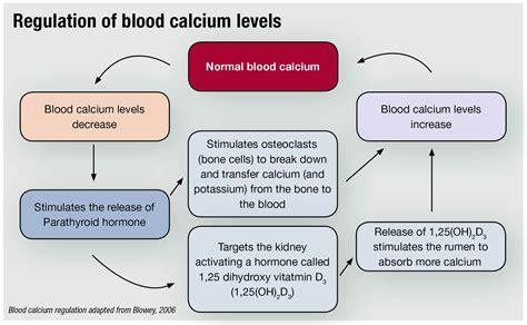 Regulation Of Blood Calcium Levels Diagram