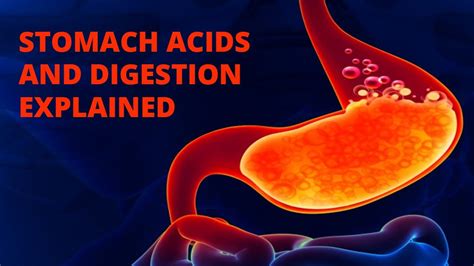 Stomach Acids and Digestion Explained - YouTube