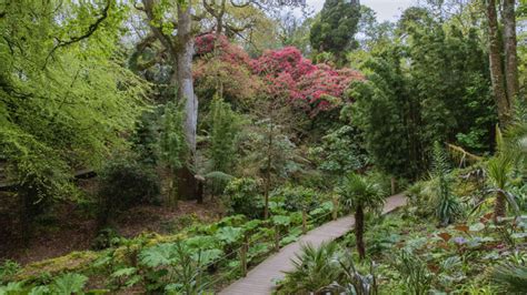 The UK's only outdoor jungle at The Lost Gardens of Heligan